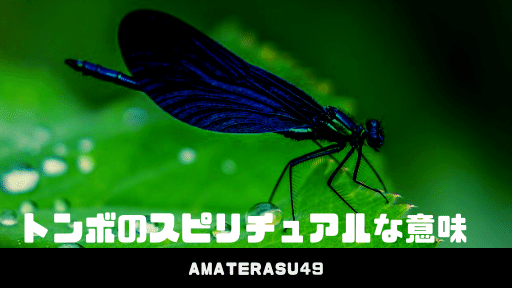 トンボ のスピリチュアルな意味について解説 黒いトンボは神様トンボ アマテラスチャンネル